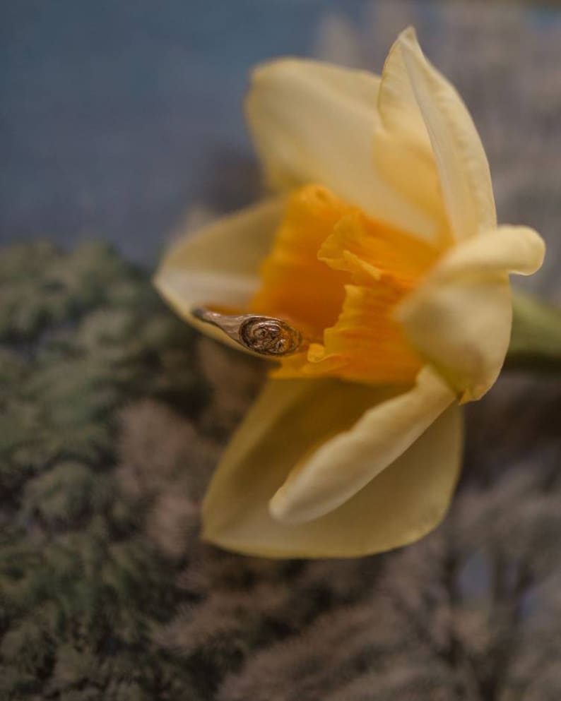Pu&ograve; includere: Un delicato anello d'oro con un design a spirale riposa all'interno della tromba gialla di un narciso bianco.