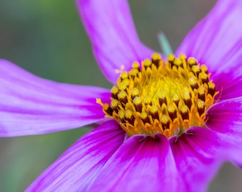 Fotografía digital de margarita púrpura salvaje