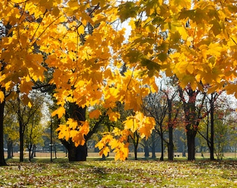 Fotografía digital de hojas de arce otoñal