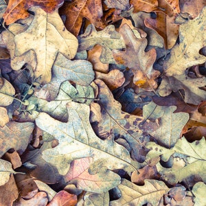 Autumn Leaves Digital Photograph