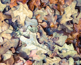 Fotografía digital de hojas de otoño