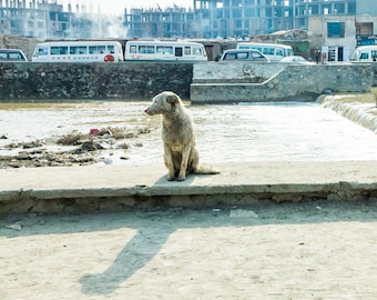 Perro callejero de Kabul junto al fotógrafo digital del río