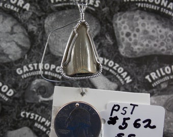 PP#562 SS Sharks tooth wire wrapped with solid sterling silver.