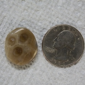 Refrigerator Magnet Petoskey Stone RMP #2