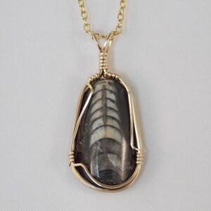 PO#485 Orthoceras Fossil wire wrapped with 14k gold plated wire.