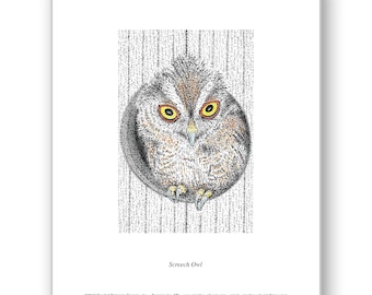 Screech Owl - Unmatted & Matted Limited Edition Prints