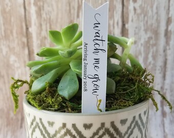 Watch me grow Succulent Stake, Succulent Stake, Baby Shower Favor Plant Tag, Flag Tag, Plant Stake, Baby Shower, Favor, Baby Sprinkle (S12)