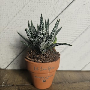 Puede incluir: Una pequeña planta suculenta en maceta con hojas de color verde oscuro salpicadas de puntos blancos. La maceta de terracota está inscrita con "Let Love Grow" y un nombre y una fecha. La planta está sobre una superficie de madera.