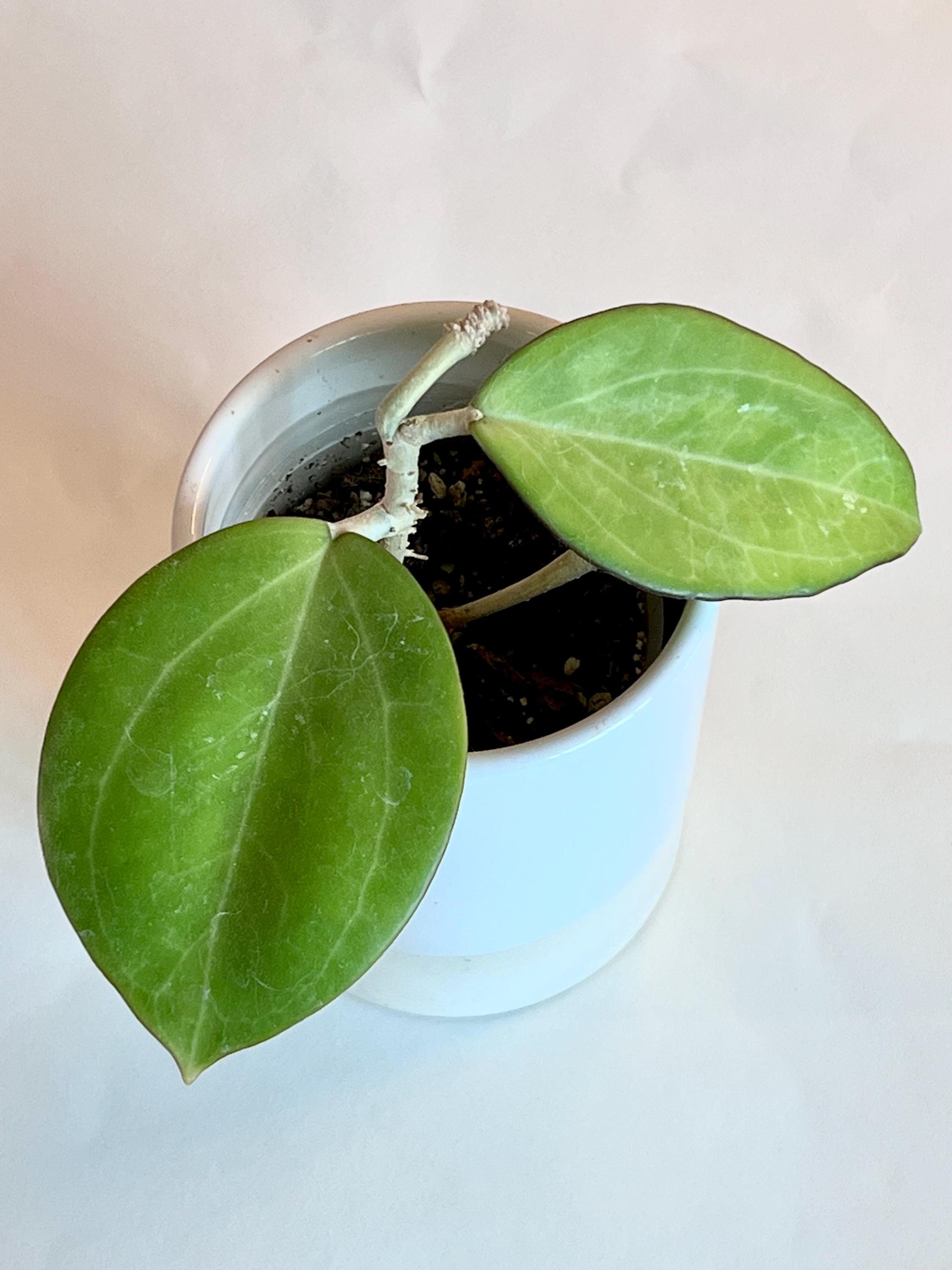 Hoya Patcharawalai 023 Icensis - Etsy