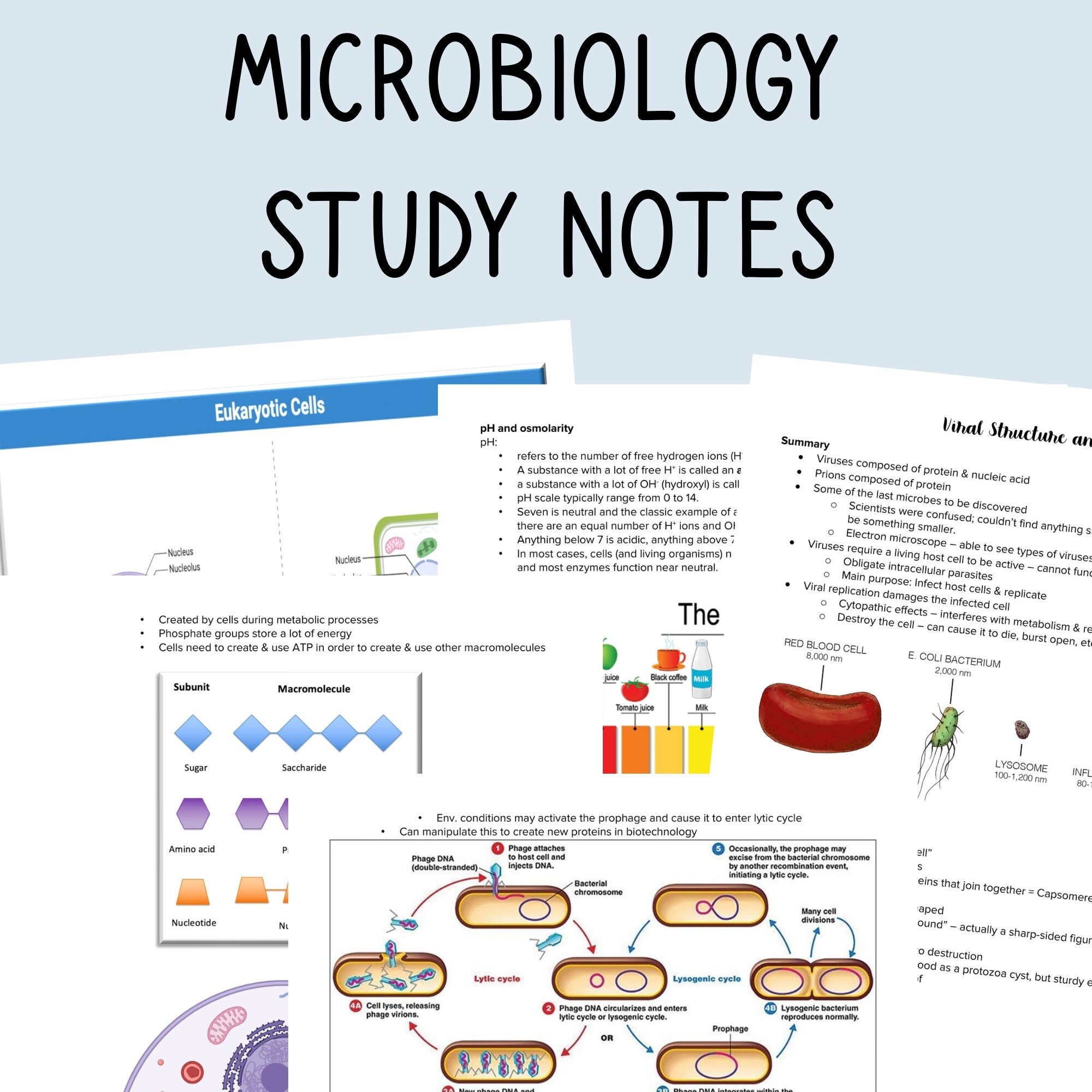 Microbiology Notes 100 Pages Downloadable File to Help You Succeed in
