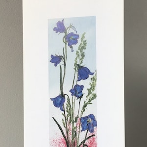 Campanula