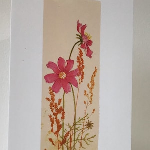 Cosmos Flor selvagem