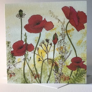 Feldmohn Wildblume