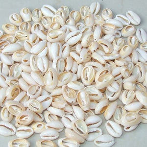 50 Small Cowrie Shell, Natural Sea Shell - Money Shell Bead, Cut Back No Hole Seashell - Bulk Shells - Beach - 15-17mm - 051