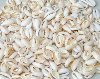 50 Small Cowrie Shell, Natural Sea Shell - Money Shell Bead, Cut Back No Hole Seashell - Bulk Shells - Beach - 15-17mm - 051