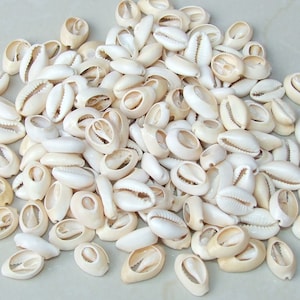 50 Large Cowrie Shell, Natural Sea Shell - Money Shell Bead, Cut Back No Hole Seashell - Bulk Shell - Beach - 18mm to 21mm - 053