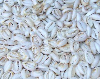 50 Medium Cowrie Shell, Natural Sea Shell - Money Shell Bead, Cut Back No Hole Seashell - Bulk Shell - Beach - 16mm to 18mm - 052