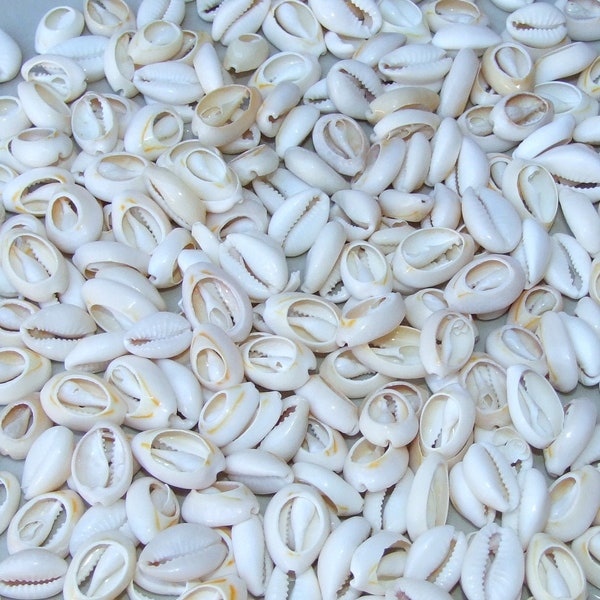 50 Medium Cowrie Shell, Natural Sea Shell - Money Shell Bead, Cut Back No Hole Seashell - Bulk Shell - Beach - 16mm to 19mm - 052