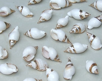 May include: A collection of white seashells with gold accents. The shells are arranged on a white surface and have a variety of shapes and sizes.