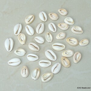 50 Medium Cowrie Shell, Natural Sea Shell - Money Shell Bead, Cut Back No Hole Seashell, Bulk Shell, Beach, 16-18mm or 18-20mm - 052 image 3