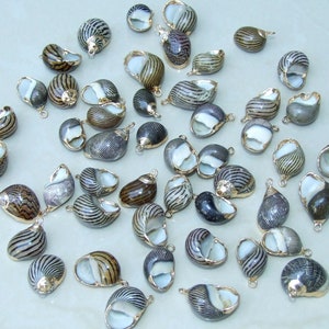 May include: A collection of 30 small, black and white striped seashells with gold accents. Each seashell has a hole drilled through the top for hanging. The seashells are arranged in a circle on a white surface.
