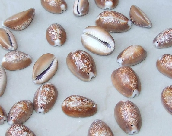 Large Natural Sea Shell - Cowrie Shell - Money Shell -  Shell Bead  -  Seashell - 22mm to 32mm - 5 Shells - 007