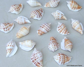 5 or 10 Natural Spiral Shaped Shell Buttons Size Between 24-31mm in Packs of 2
