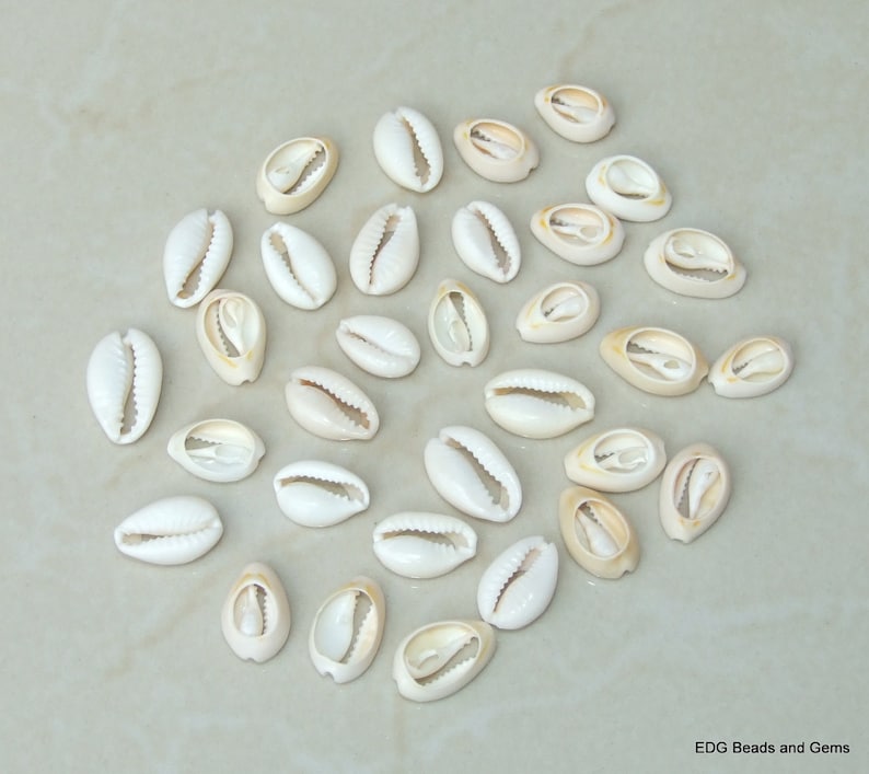50 Medium Cowrie Shell, Natural Sea Shell - Money Shell Bead, Cut Back No Hole Seashell, Bulk Shell, Beach, 16-18mm or 18-20mm - 052 image 3