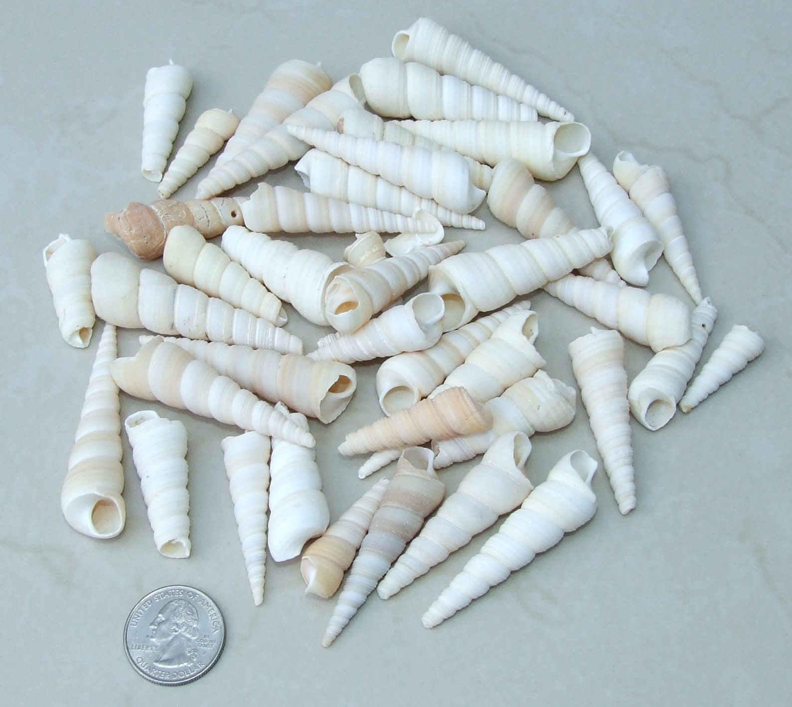 10/20 Turritella Terebra Auger Seashells, Natural Spiral Sea Shell Bead ...