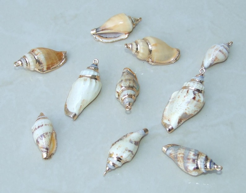 50 Medium Cowrie Shell, Natural Sea Shell - Money Shell Bead, Cut Back No Hole Seashell, Bulk Shell, Beach, 16-18mm or 18-20mm - 052 image 10