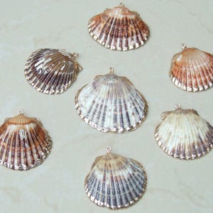 50 conchas de cauri grandes, conchas marinas naturales - Cuentas de concha de dinero, conchas marinas sin agujero, cortadas - Conchas a granel - Playa - 20 mm a 24 mm - 053 imagen 7