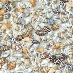 50 Small Natural Spiral Seashell, Spiral Sea Shell Bead, Bulk Shell, Beach Decor, Craft Shells, Seashell Jewelry, 12-15mm, 1mm Hole, 11-04