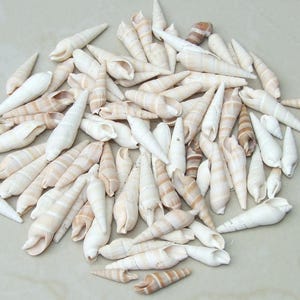 50 conchas de cauri grandes, conchas marinas naturales - Cuentas de concha de dinero, conchas marinas sin agujero, cortadas - Conchas a granel - Playa - 20 mm a 24 mm - 053 imagen 3