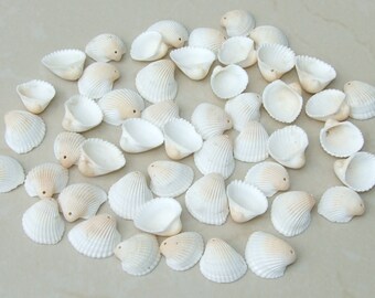 Natural Clam Sea Shell, Sea Shell Bead, Seashell, Ark Shell, Ribbed, Dinocardium Robustum, Shell Jewelry, Beach, Ocean, 20 Shells, 51-14