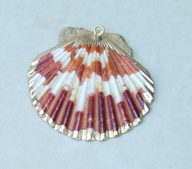 50 Medium Cowrie Shell, Natural Sea Shell - Money Shell Bead, Cut Back No Hole Seashell, Bulk Shell, Beach, 16-18mm or 18-20mm - 052 image 7