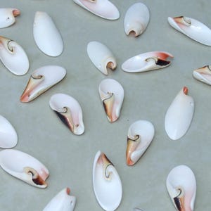 Könnte beinhalten: Eine Ansammlung weißer Muscheln mit braunen und orangefarbenen Akzenten. Die Muscheln variieren in Form und Größe, einige weisen ein Spiralmuster auf. Sie sind auf einer hellgrauen Oberfläche angeordnet und erzeugen eine natürliche, strandähnliche Ästhetik.