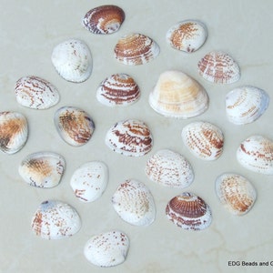 May include: A collection of 20 white and brown seashells with brown and white stripes. The shells are arranged in a semi-circle on a light beige surface.
