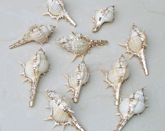 May include: Ten gold-painted seashells with a variety of shapes and sizes. Each shell has a small loop at the top for hanging.