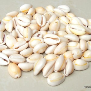 Cowrie Shell - Large Natural Sea Shell - Money Shell - Shell Bead - Bulk - Seashell - Beach - Ocean - BOHO - 17mm to 22mm - 35 Shells - 057Y