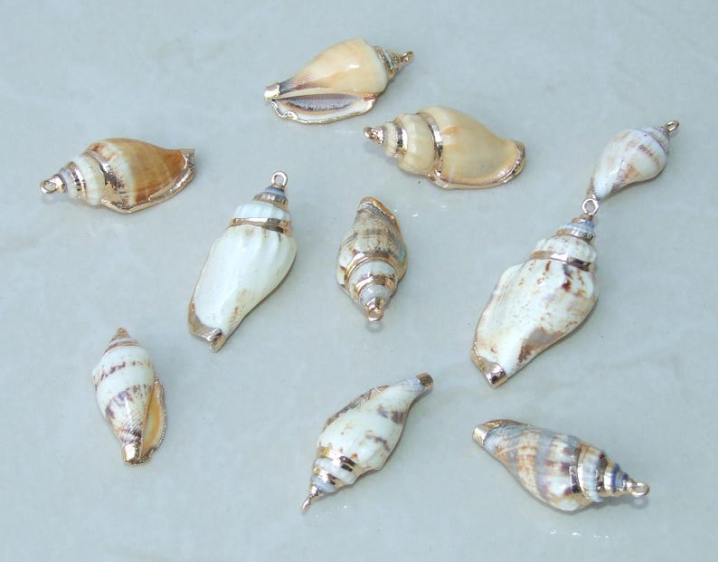 50 conchas de cauri grandes, conchas marinas naturales - Cuentas de concha de dinero, conchas marinas sin agujero, cortadas - Conchas a granel - Playa - 20 mm a 24 mm - 053 imagen 8