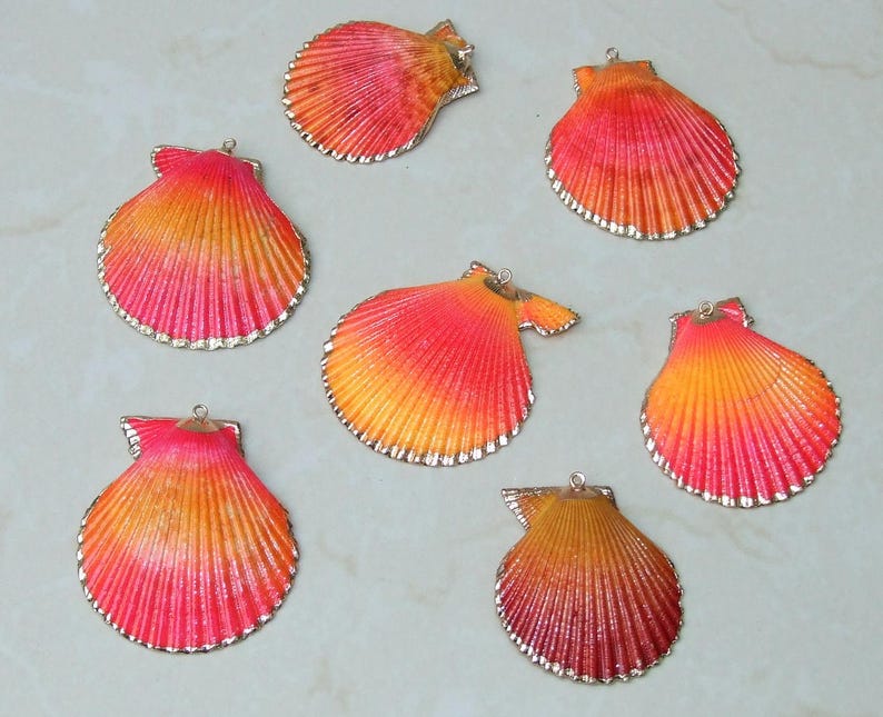 50 Medium Cowrie Shell, Natural Sea Shell - Money Shell Bead, Cut Back No Hole Seashell, Bulk Shell, Beach, 16-18mm or 18-20mm - 052 image 6