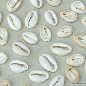 50 Medium Cowrie Shell, Natural Sea Shell - Money Shell Bead, Cut Back No Hole Seashell, Bulk Shell, Beach, 16-18mm or 18-20mm - 052 image 2