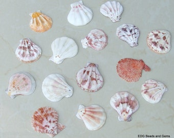 15 Natural Sea Shell, Sea Shell Bead, Seashell Pendant, Natural Seashells, Scallop Shell, Craft Shells, Pecten Shells, 35mm - 45mm, S108