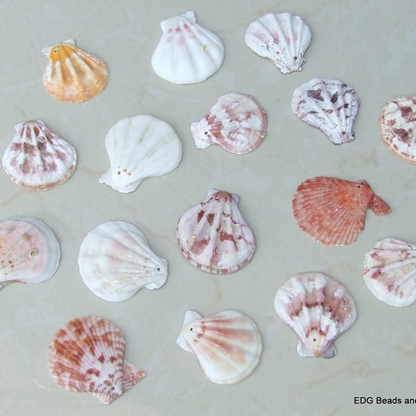 15 Natural Sea Shell, Sea Shell Bead, Seashell Pendant, Natural Seashells, Scallop Shell, Craft Shells, Pecten Shells, 35mm - 45mm, S108