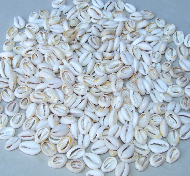 50 Medium Cowrie Shell, Natural Sea Shell - Money Shell Bead, Cut Back No Hole Seashell, Bulk Shell, Beach, 16-18mm or 18-20mm - 052 image 1