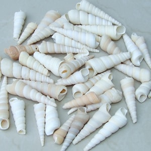 10/20 Turritella Terebra Auger Seashells, Natural Spiral Sea Shell Bead, Pendant, Undrilled, Navajo White, Craft Shell, 40mm / 60mm, 8-79