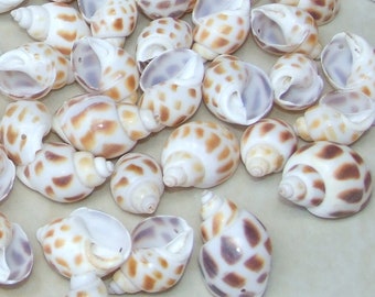 10/20 Natural Babylonia Areolata Spiral SeaShell, Spiral Shell Bead, Sea Shell, Beach Jewelry, Ocean Deco, Nautical, 25mm - 30mm, RO36-12