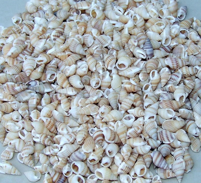 Tiny Shell Triangular Shape 100 Small Natural Spiral Seashell, Spiral Sea Shell Bead, Bulk Shell ...