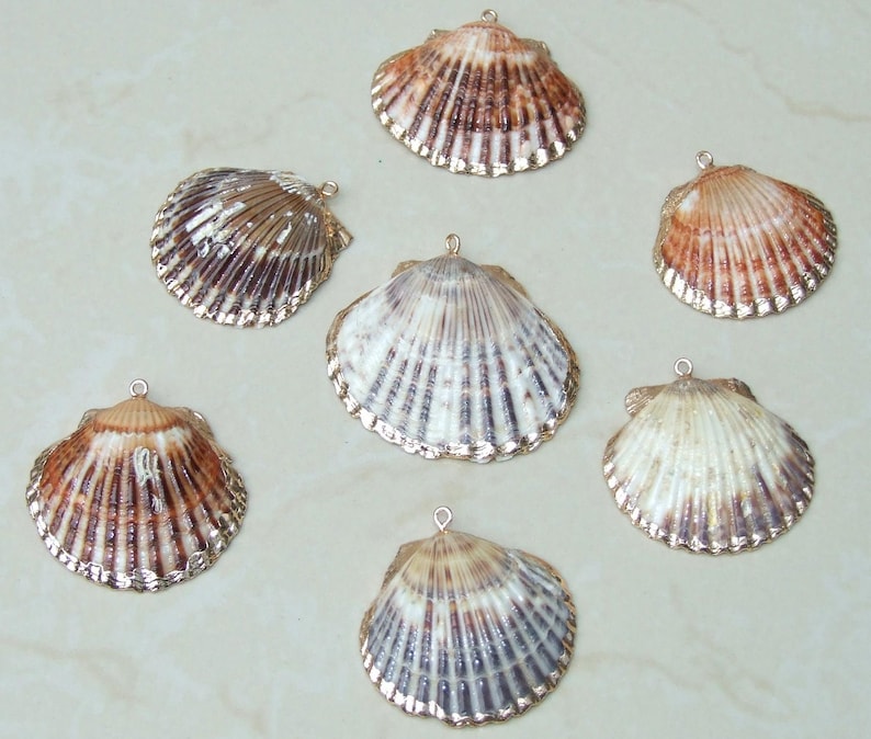50 Medium Cowrie Shell, Natural Sea Shell - Money Shell Bead, Cut Back No Hole Seashell, Bulk Shell, Beach, 16-18mm or 18-20mm - 052 image 9