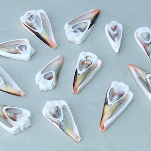 Könnte beinhalten: Eine Sammlung von 12 weißen, braunen und orangefarbenen Muscheln mit komplizierten Mustern. Die Muscheln sind kegelförmig mit einer spitzen Spitze und einer breiten Öffnung an der Basis.